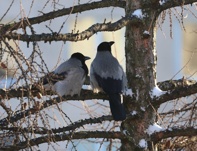 ворона фотоохота Мечтающие вороны фото превью