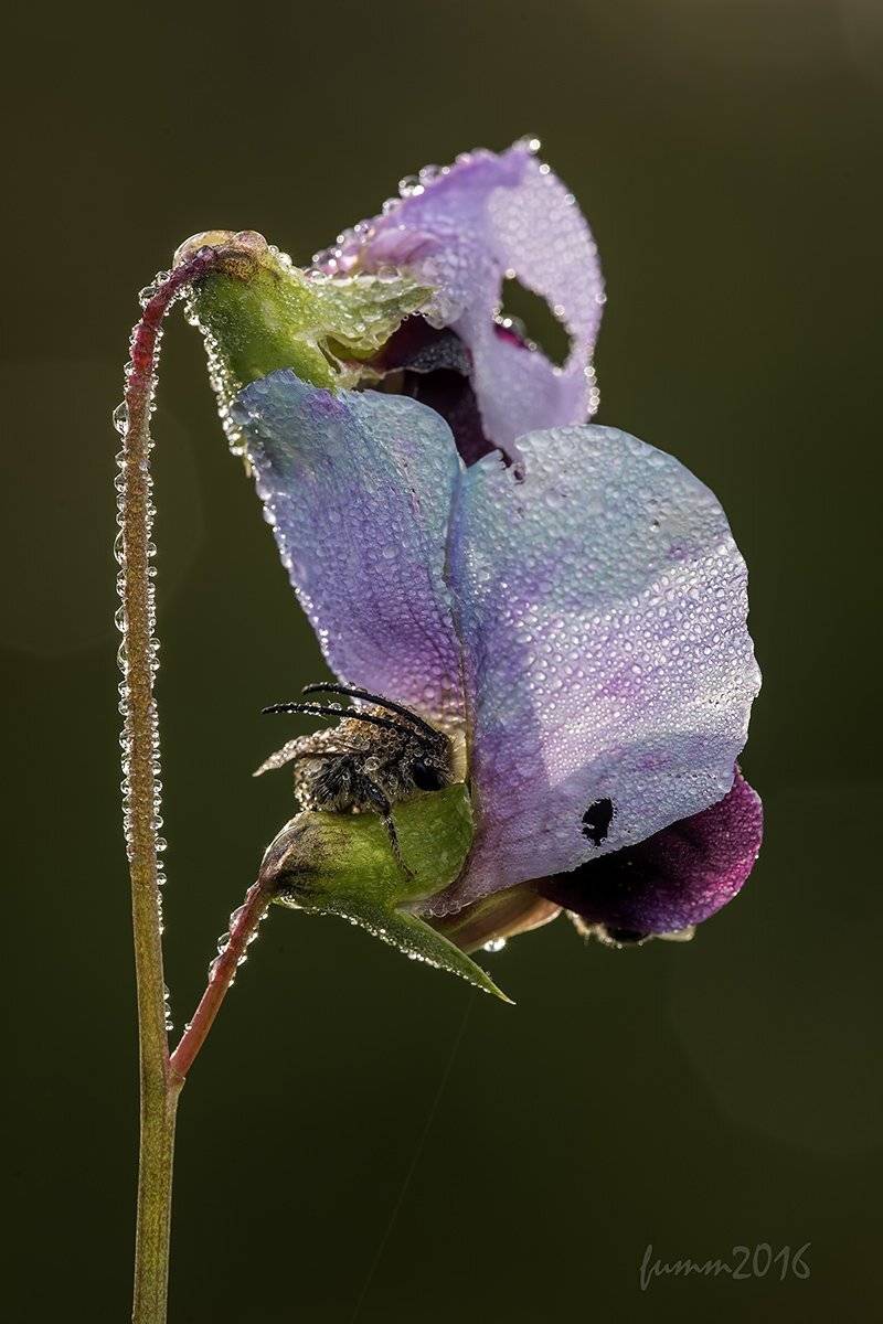 , Игорь ФУММ