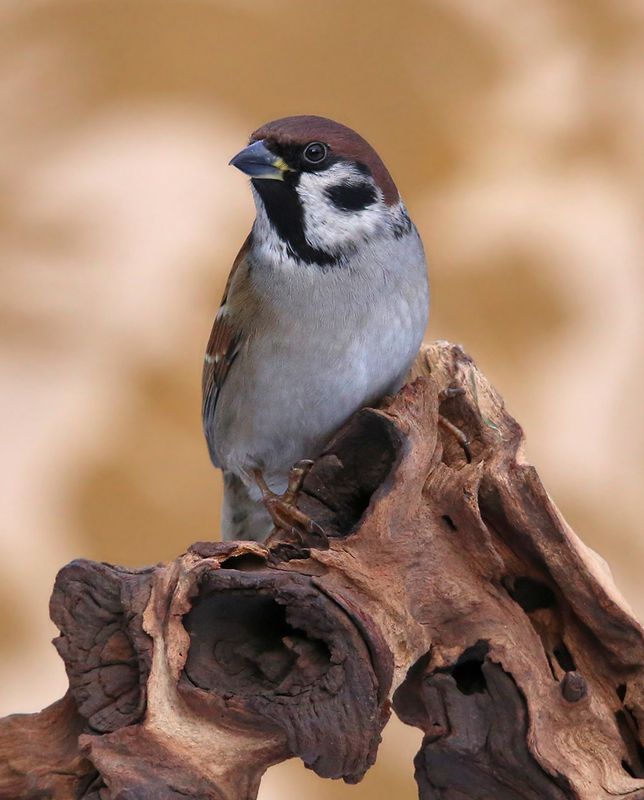 полевой воробей, tree sparrow, passer montanus, lauku zvirbulis,riga, latvia, Тренировка на кошках. фото превью