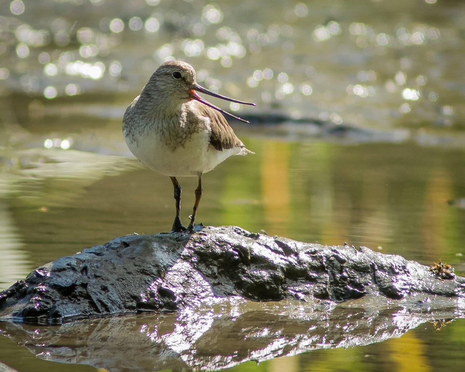 мородунка, Суслов Дмитрий