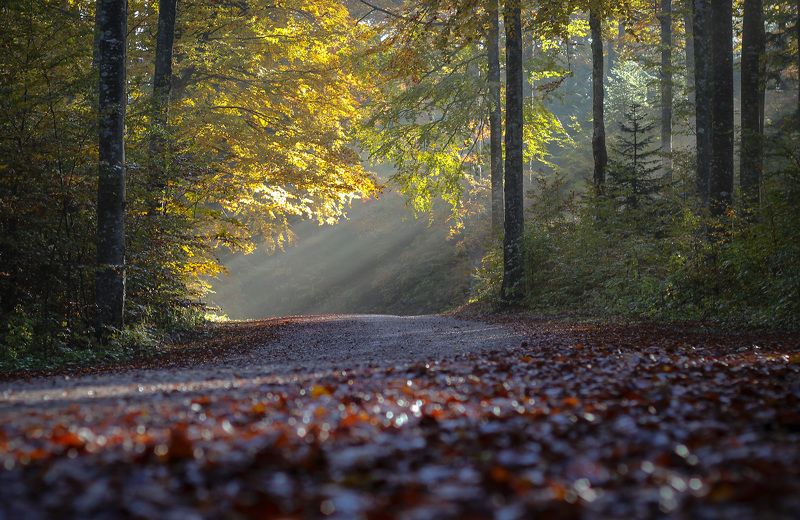Magical autumn фото превью