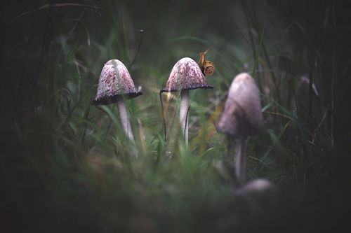 Удивительная жизнь неторопливых