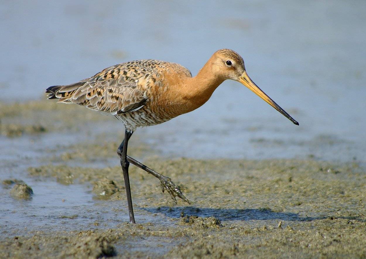 кулик,большой веретенник,болото,весна, Иван
