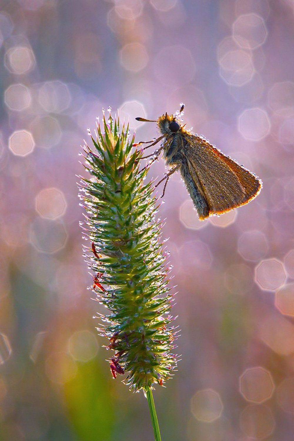 макро, насекомое, бабочка, роса, утро, природа, Елена Соловьёва