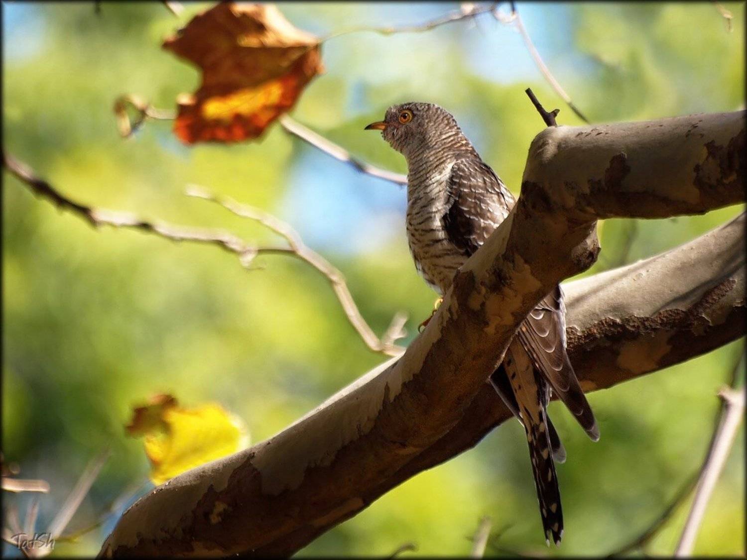 адлер, кукушка, птицы, Cuculus canorus, nature, осень, платан, природа, птицы, сентябрь, сочи, Шипилова Татьяна
