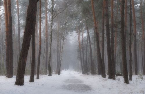 Белёсые туманы января