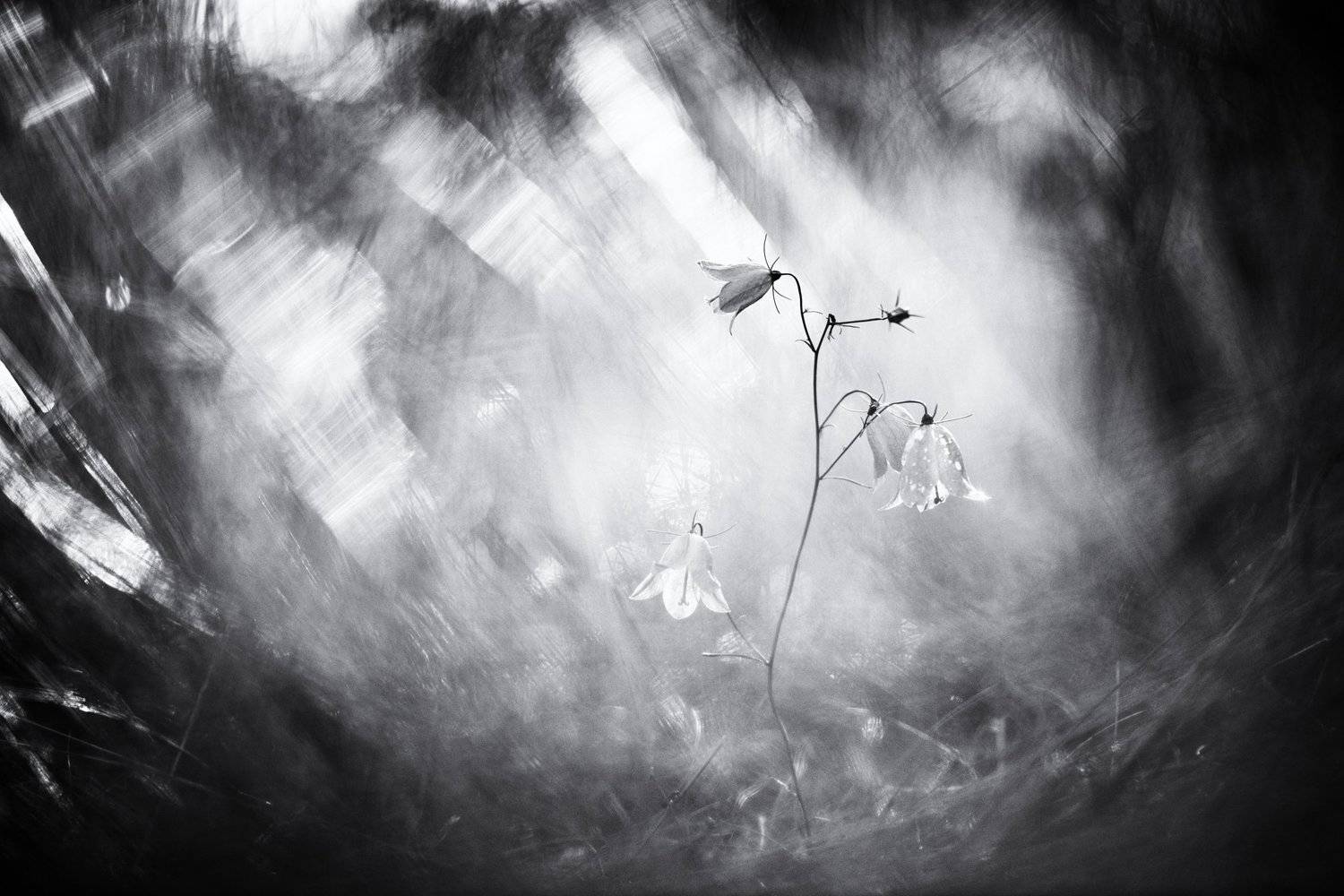 цветы,цветок,макро,растения,колокольчик,флора,природа, Александр Иванов