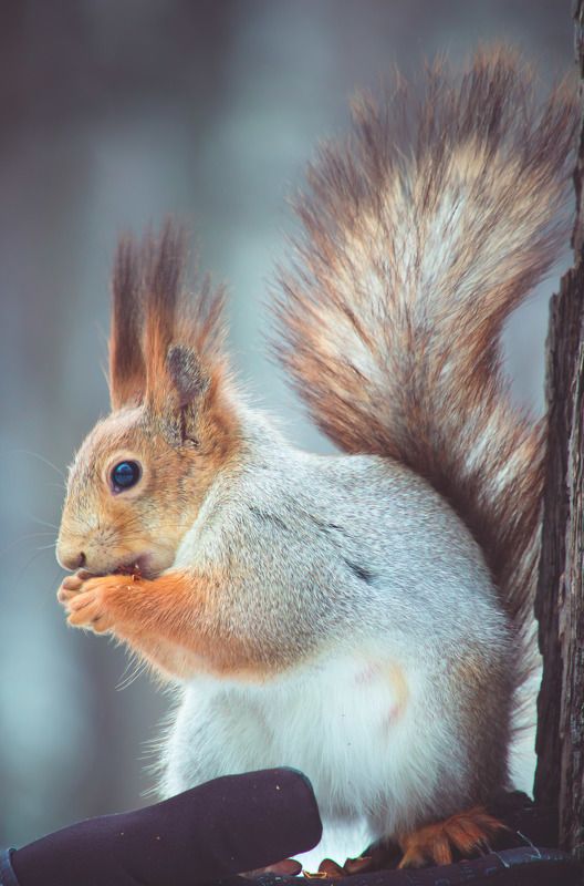 животные, белки, зима, пленэр В новогодней шубке :) фото превью