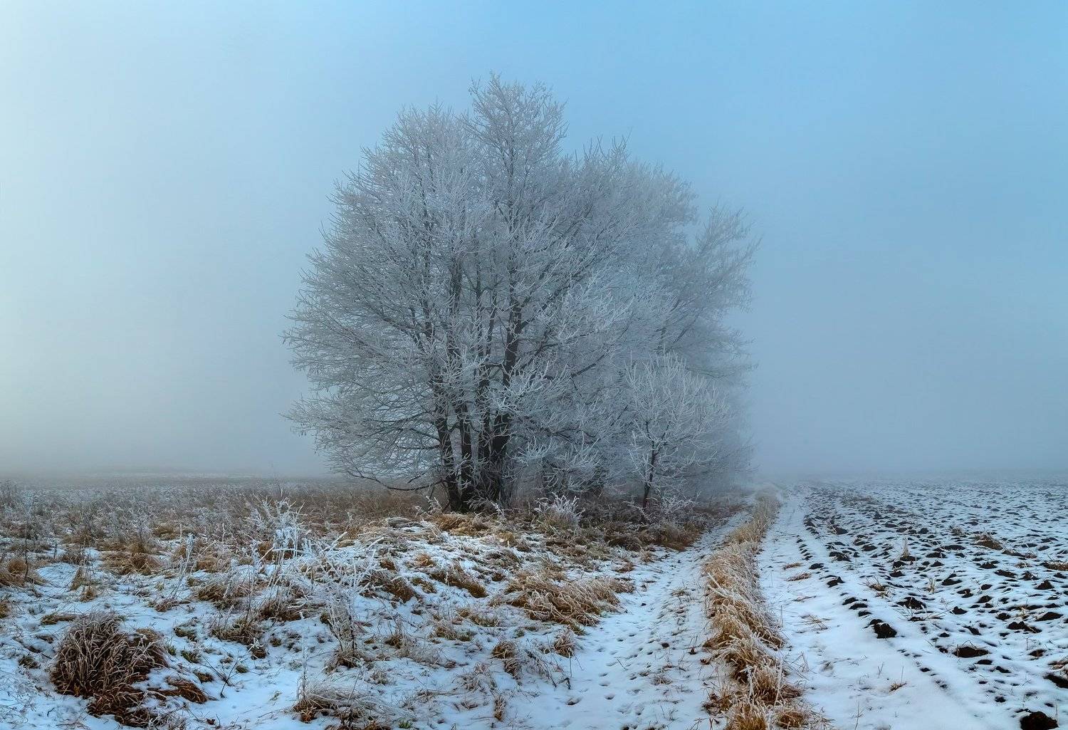 ставропольский край, зима, снег, путешествие, фотоальбом, ставрополье, фотопроект, иней, трава, дерево, туман, поле, Лашков Фёдор