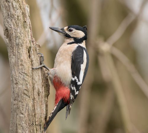 Great Spotted Woodpecker
