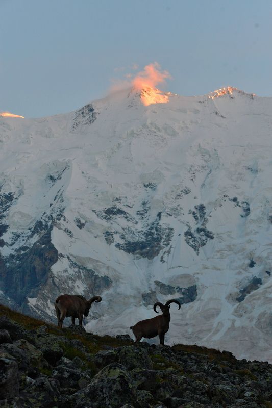 Драфт 1 фото превью