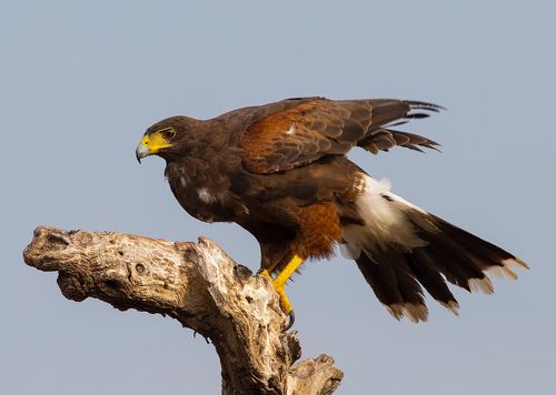 Пустынный канюк - Harris Hawk