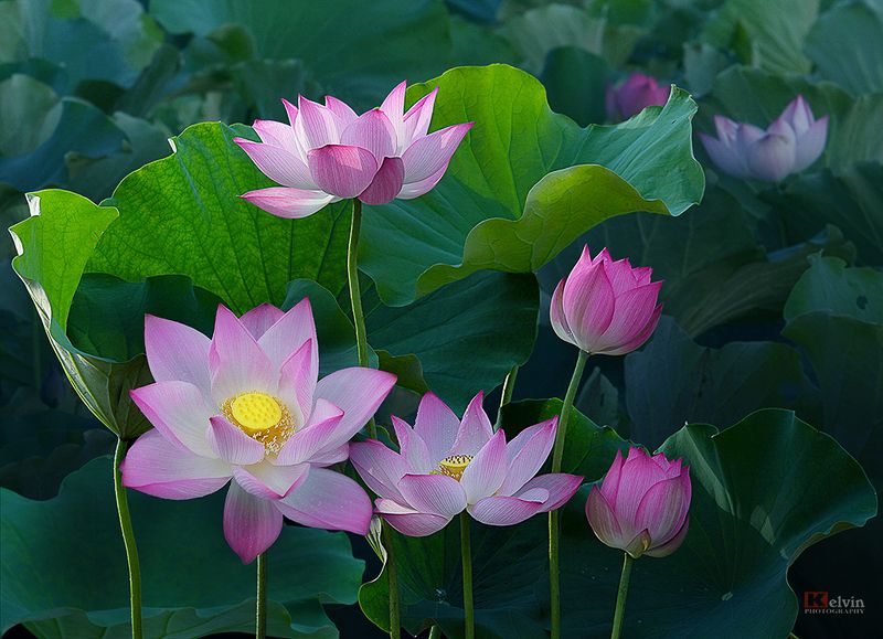 Hoa Sen фото превью