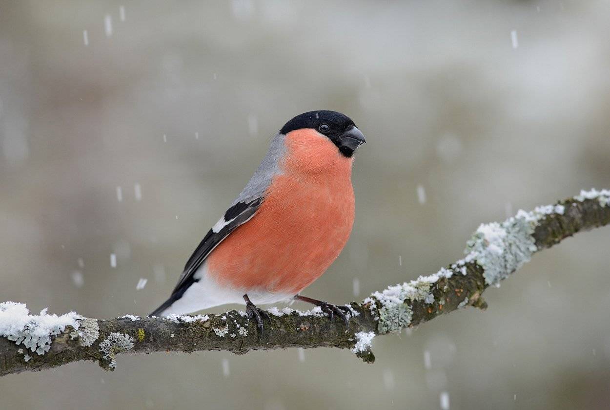 снегирь,самец,снегопад,бор,ветка, Иван
