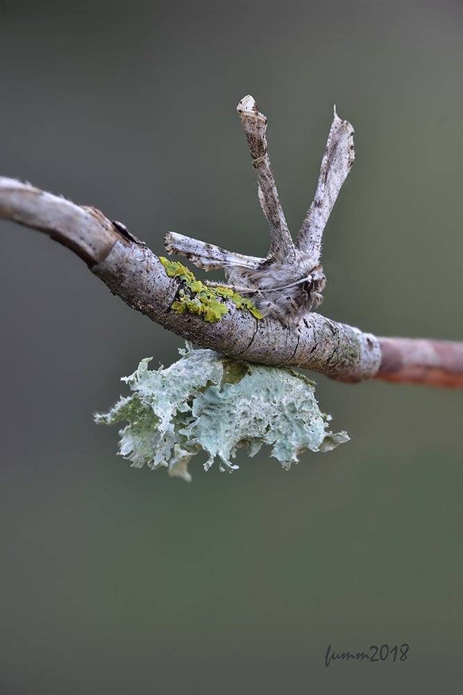 , Игорь ФУММ