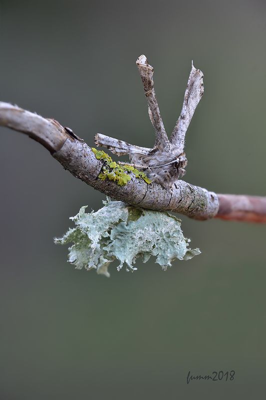ТАКАЯ ВОТ БАБОЧКА. ПЯДЕНИЦА. фото превью
