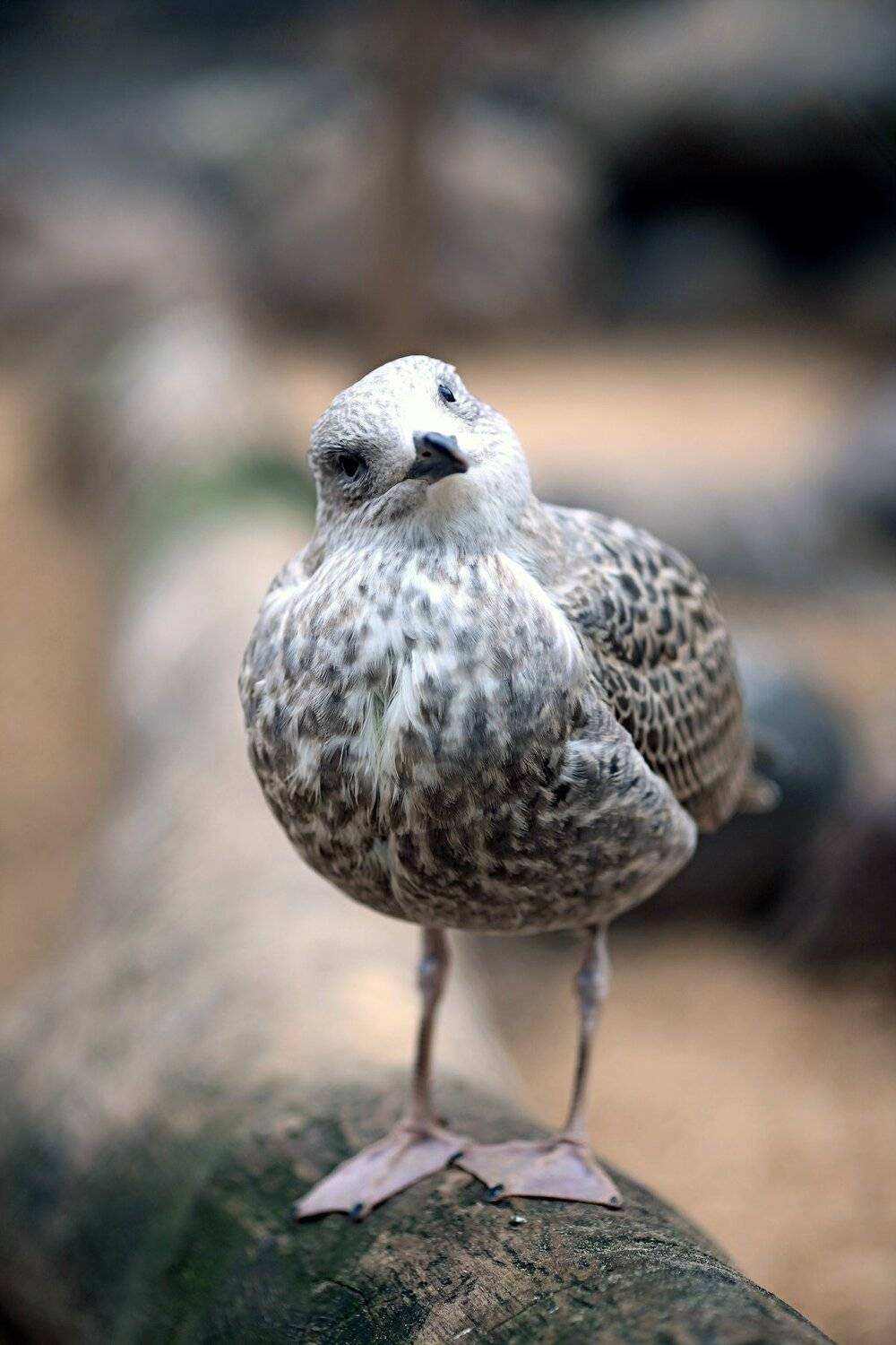 чайка серебристая птица pomoleyko помолейко larus argentatus крупная птица семейство чайковые seagull silver, Павел Помолейко