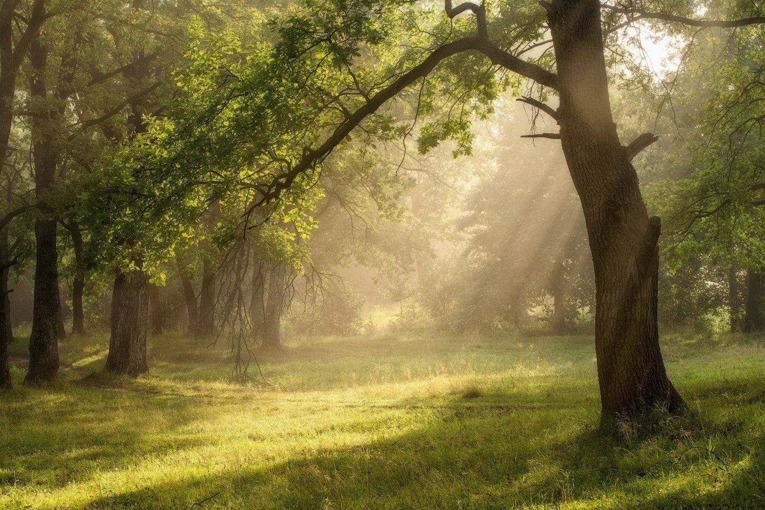 природа утро лето, Михаил Корнилов