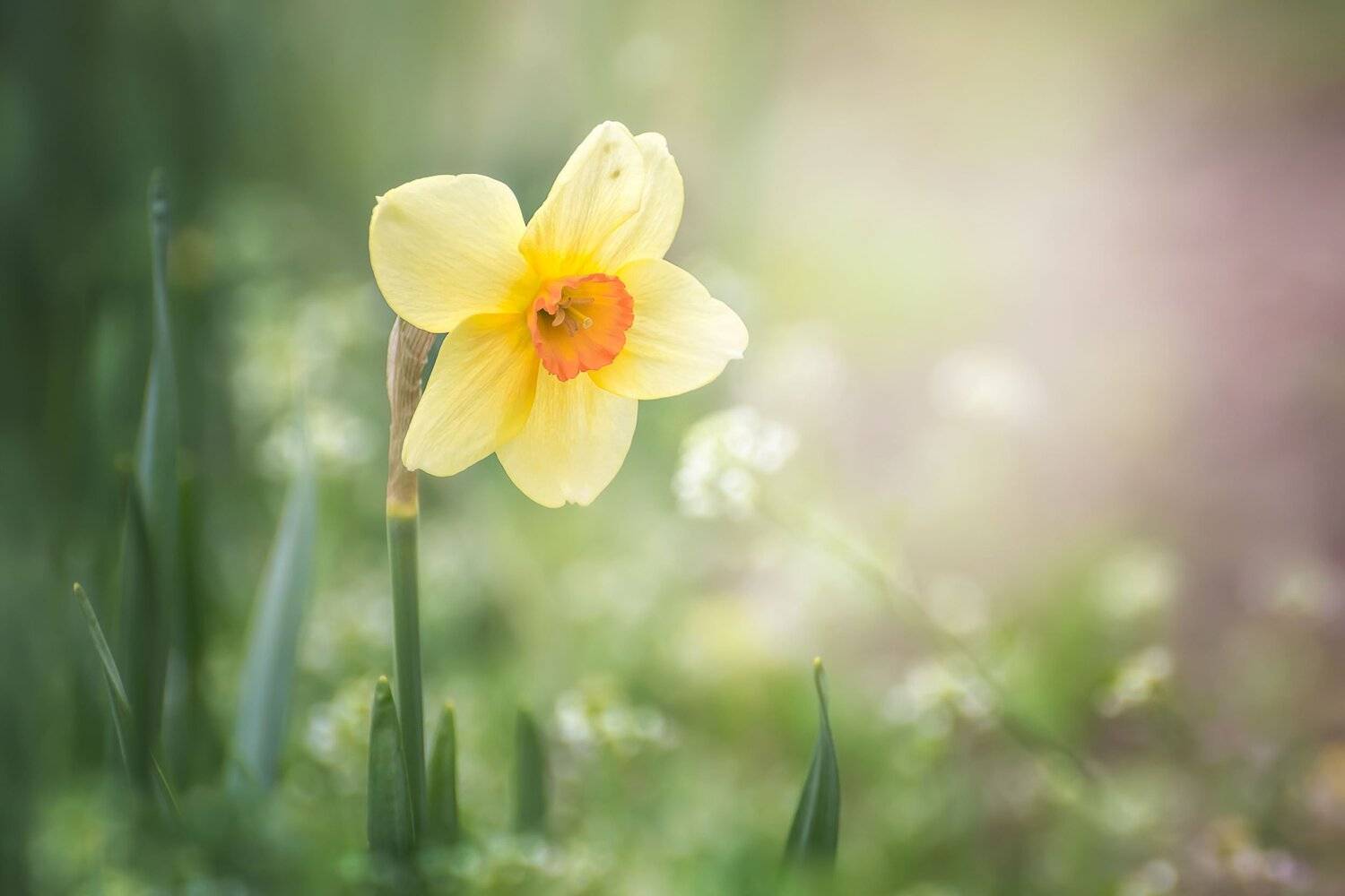 , Шинкарева Елена