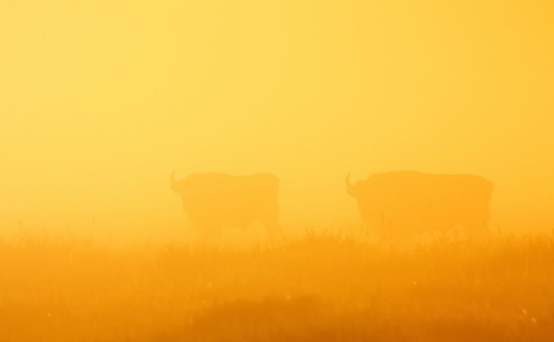 Фото Пекач Алекснадр фото превью