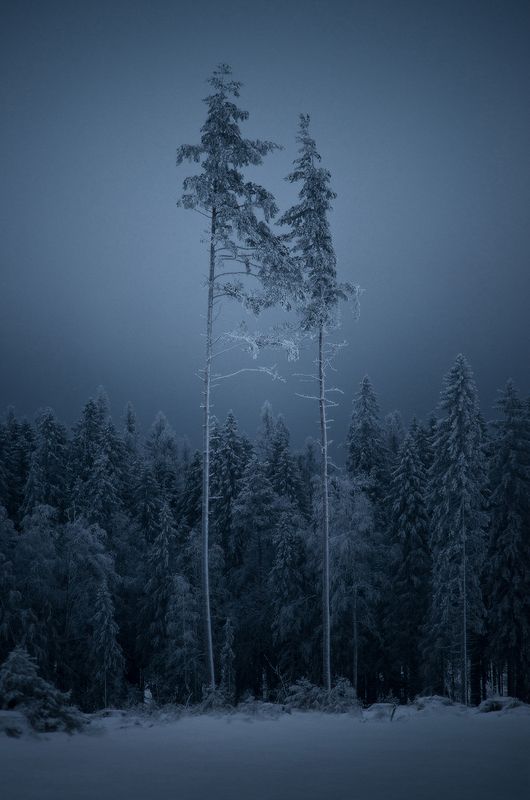 ленинградская область, лес, деревья, зима, сумерки Видения фото превью