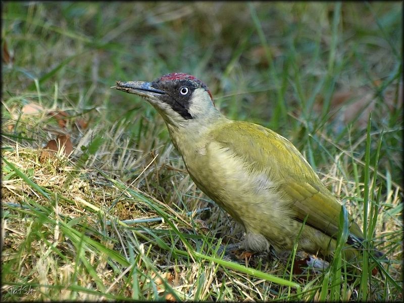 адлер, дятел, зелёный дятел, Picus viridis, nature, природа, природа россии, птицы, птицы адлера, птицы россии, семейство дятловые, фауна, фотоохота Любительница муравьёв фото превью