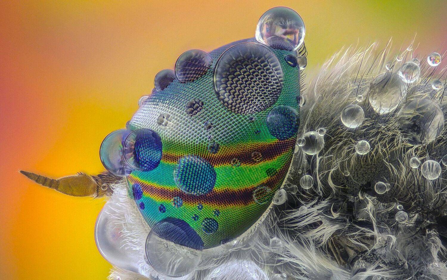 ceclii,macro,lgg4, extrememacro,  макро, Tsvetan Ganev