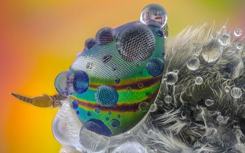 Horsefly