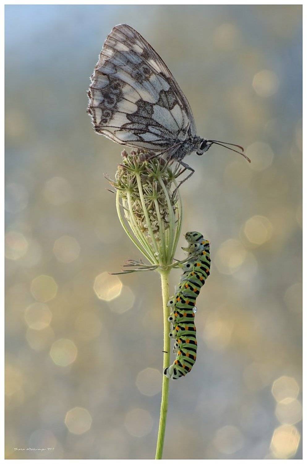 macro nature butterfly, Ryszard Lal