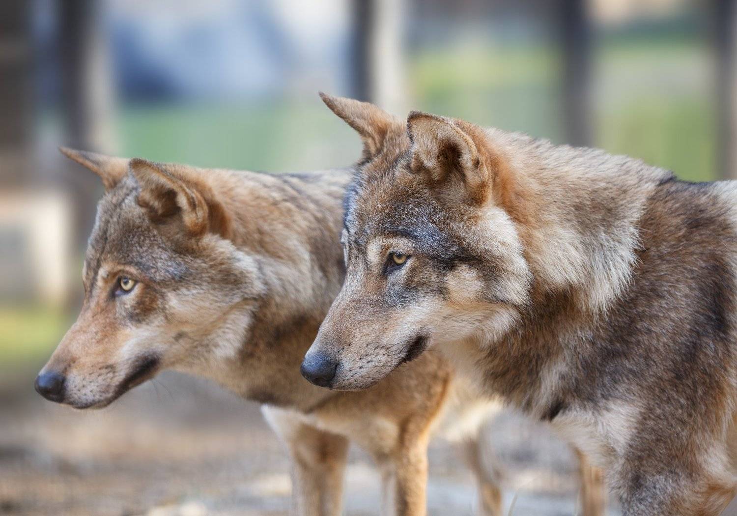 волки, Олег Богданов