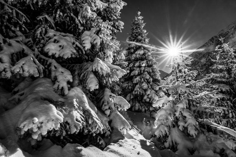 ель, солнце, природа, пейзаж, горы, лес, снег, зима Зимняя сказка фото превью