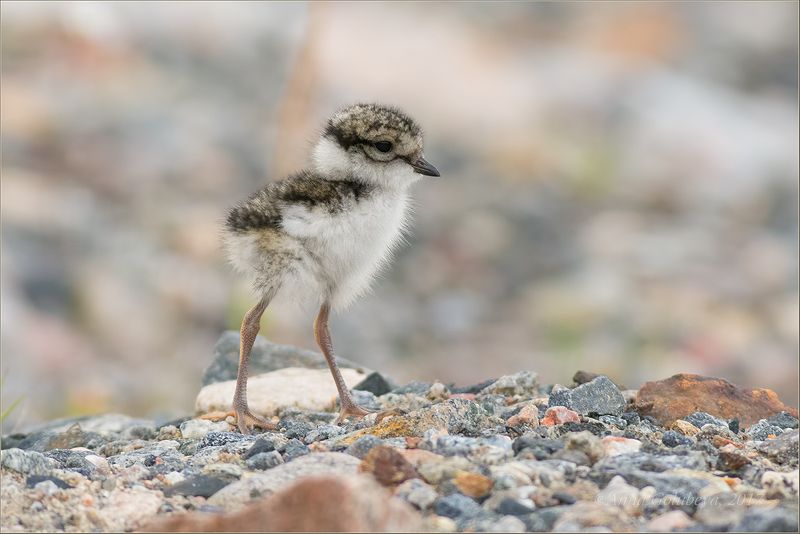 птицы, природа, кулик, charadrius hiaticula, greater ringed plover, галстучник, птенец, пуховичок, лето, июль, 2017, россия, мурманск Малыш галстучник фото превью