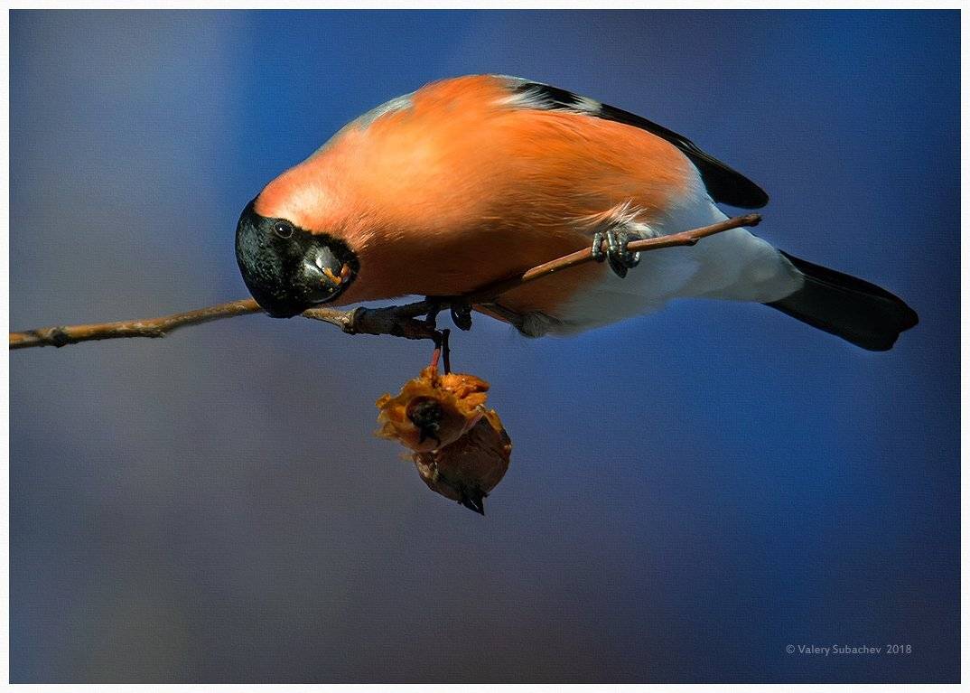 , Валерий Субачев