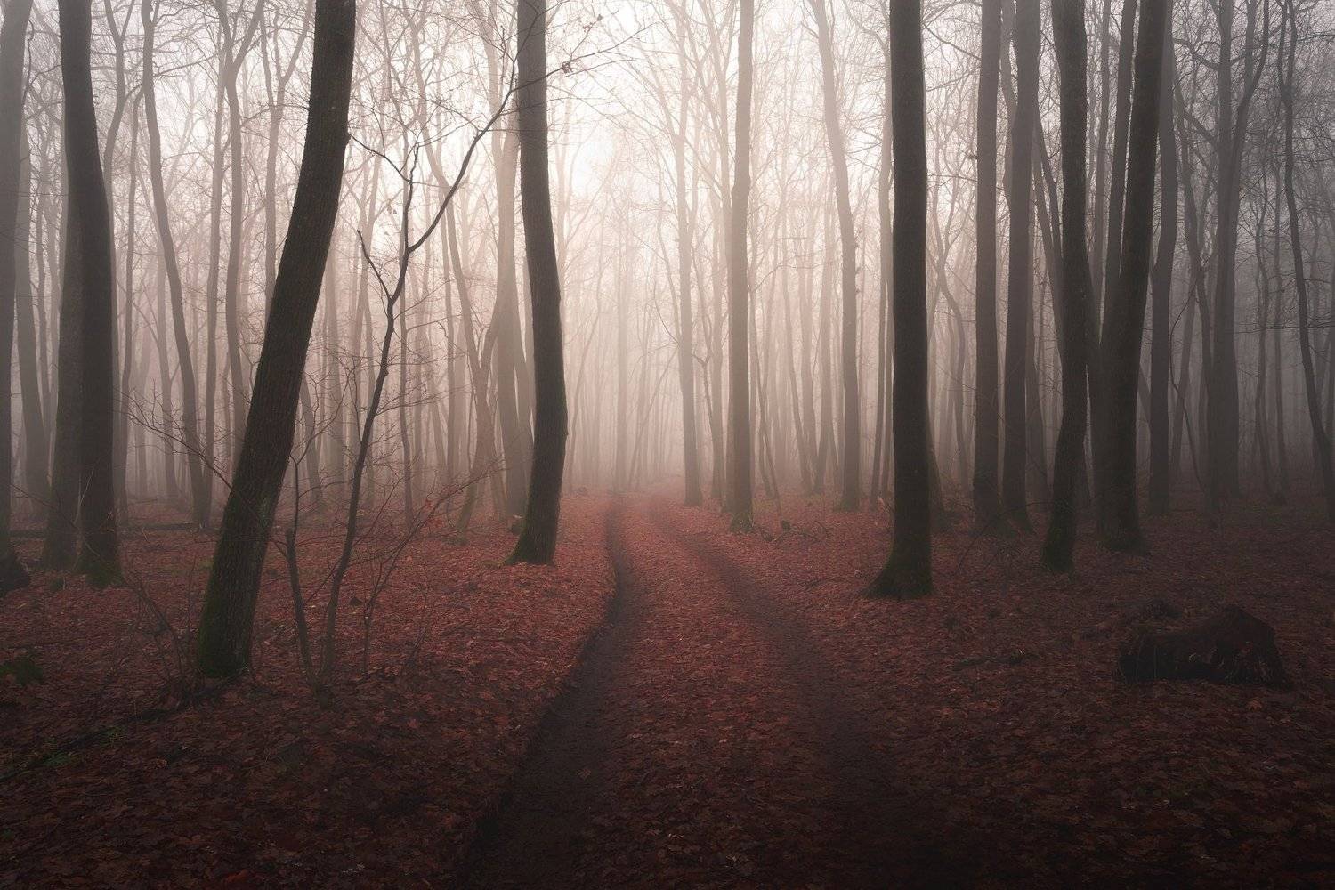 Туман, лес, утро, дымка, Павел Попов