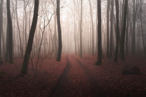 Спрятана за туманом