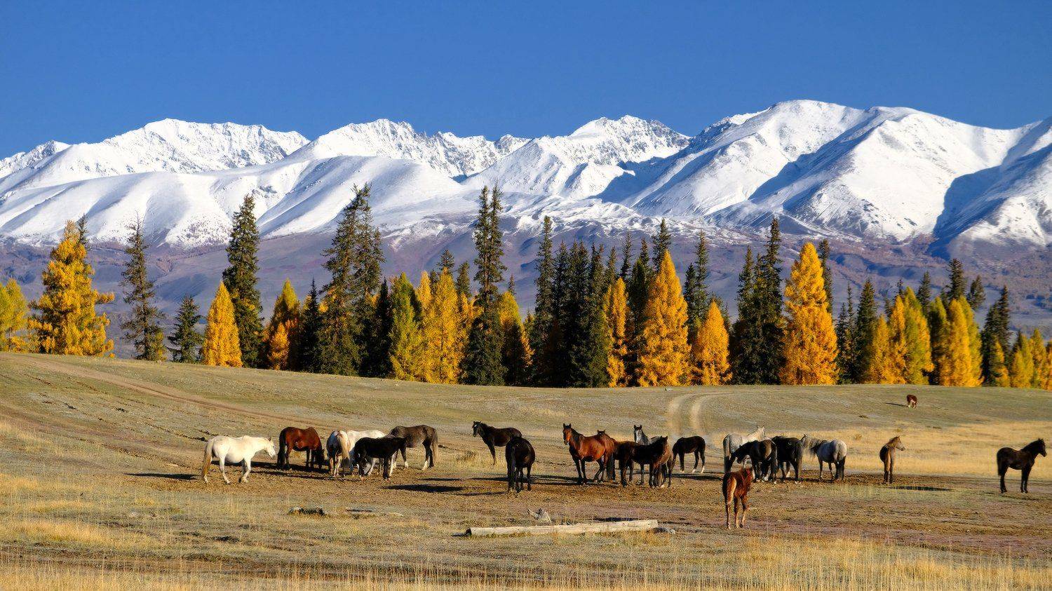 , Ольга Челдыкова