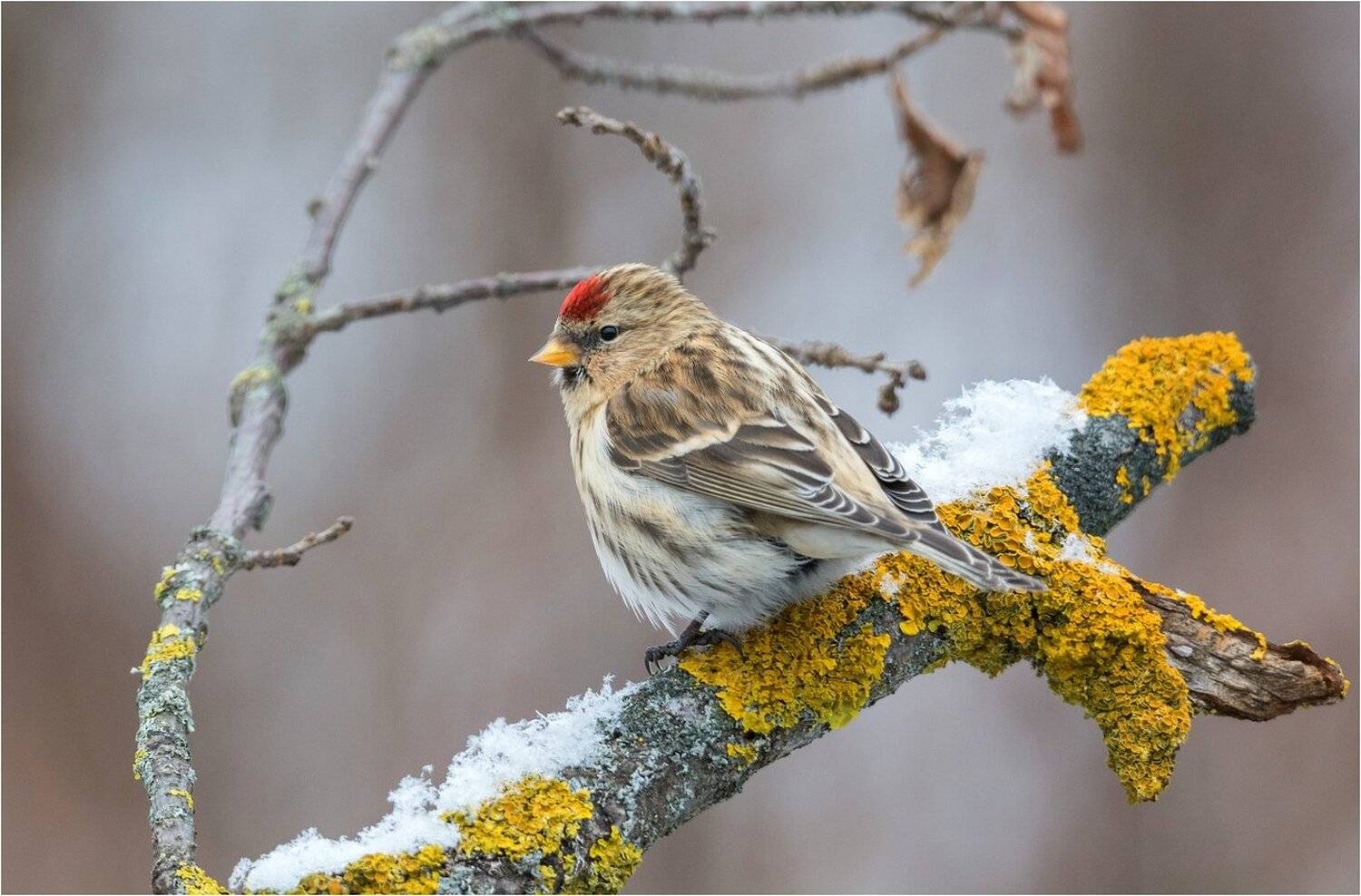 , Руслан Сигушин