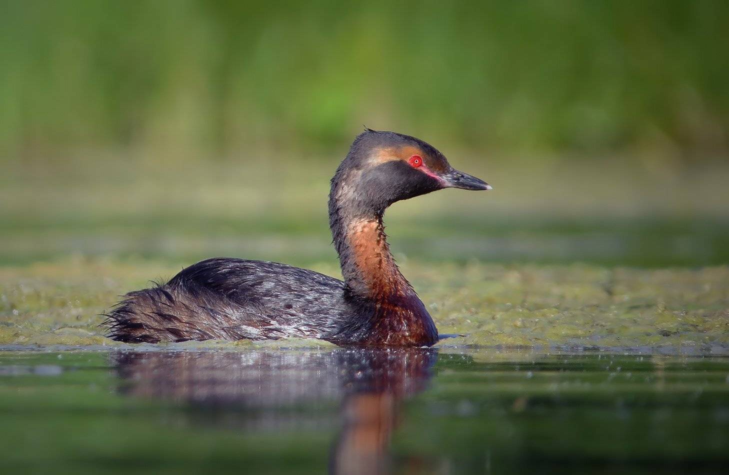 красношейная поганка, Андрей Медведев