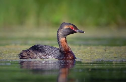 Красношейная поганка