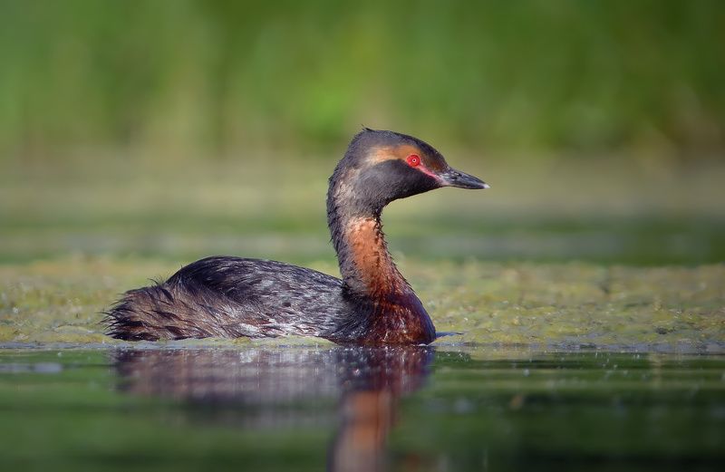 Красношейная поганка фото превью