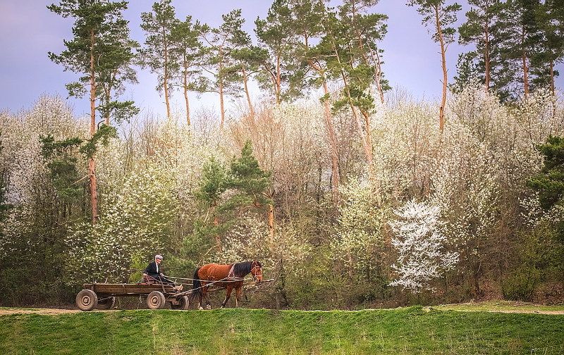 Весна дороги жизни фото превью
