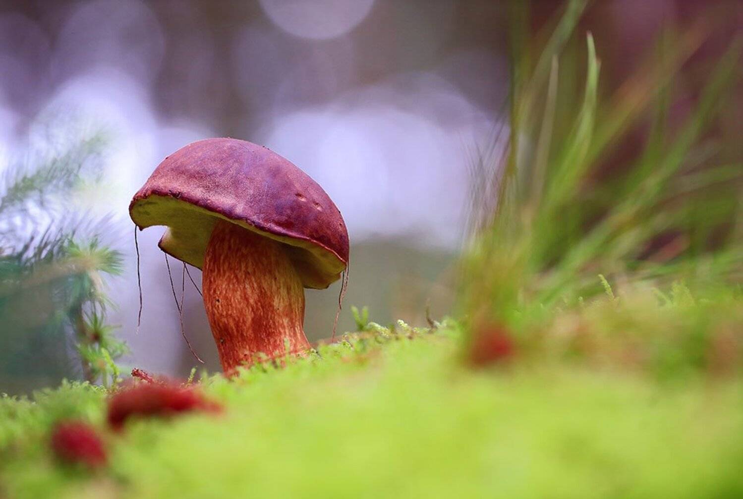 гриб,белый гриб,осень,чаща,листья,ветки,лес,мох,деревья,растения,натура,лето,фон,зеленый,коричневый,красиво,листва,пасмурно., Виктор Шнайдер