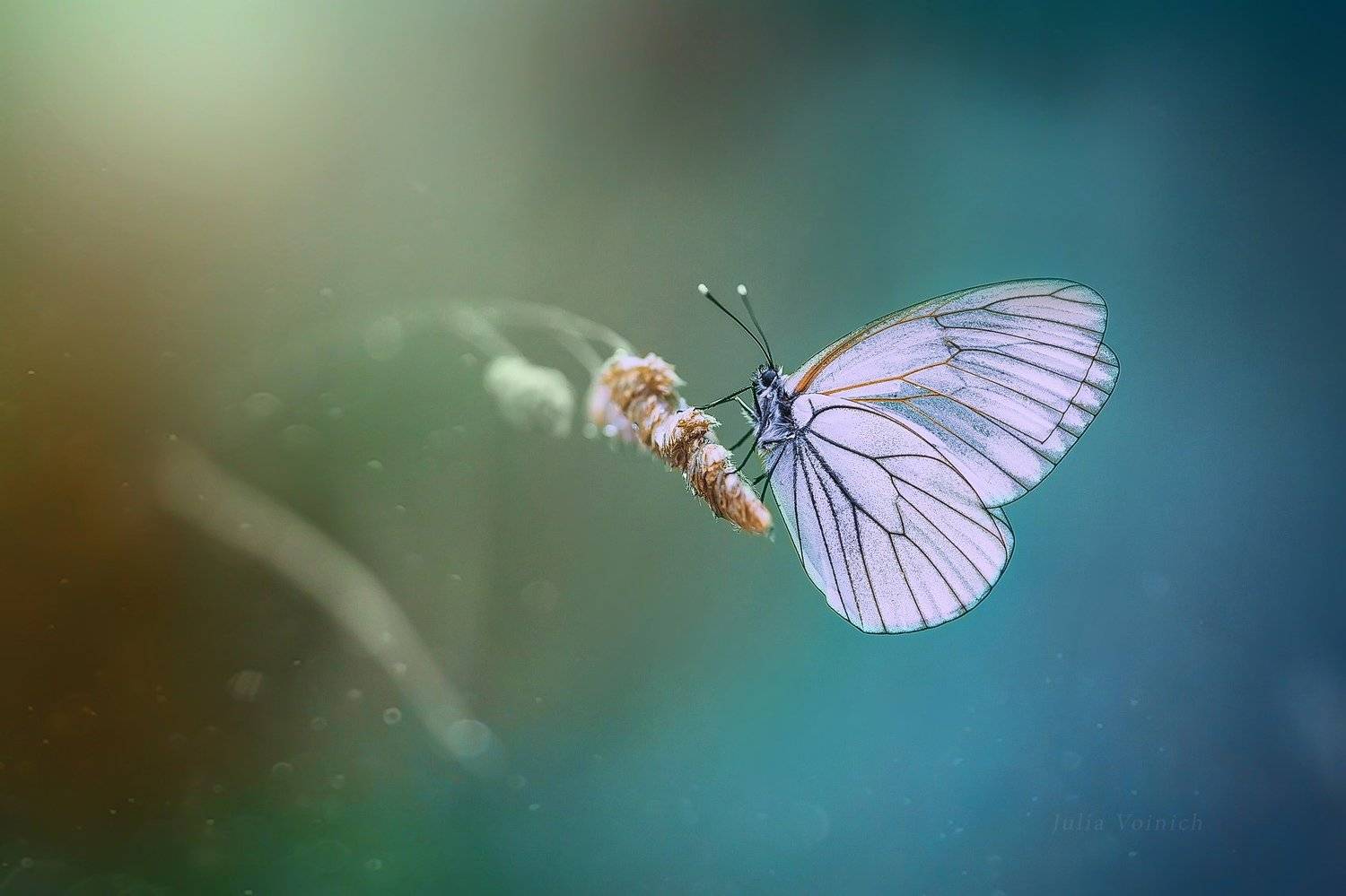 , Юлия Войнич