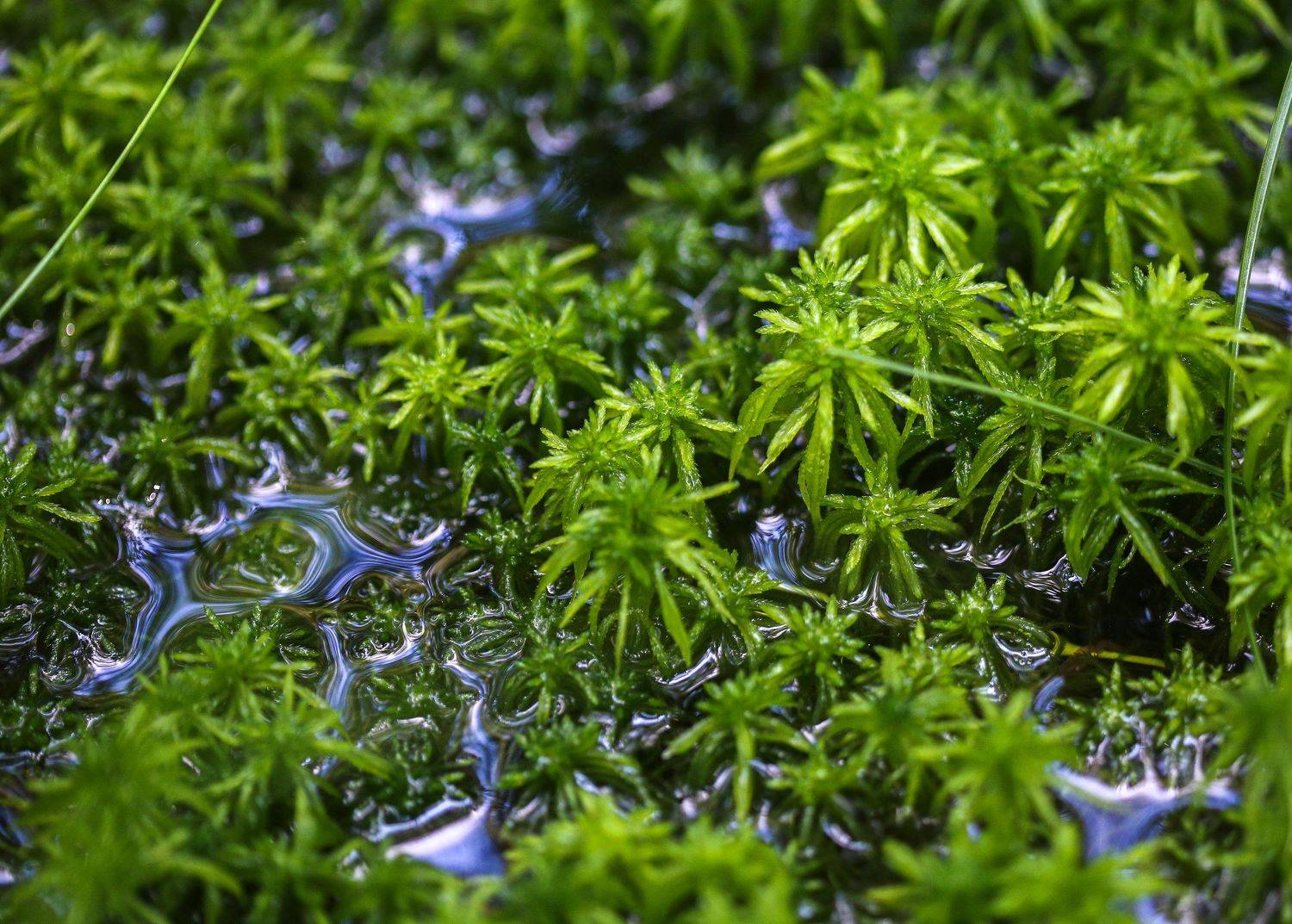 , Сергей Корнильев