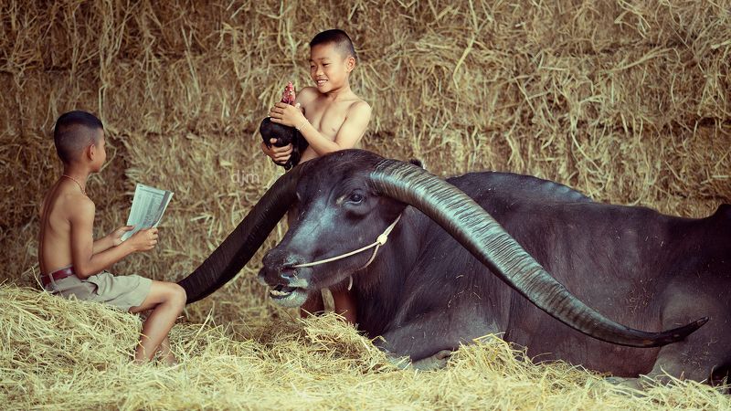 life,portrait,children,buffalo,bull,Thailand. Kids and Bull  фото превью