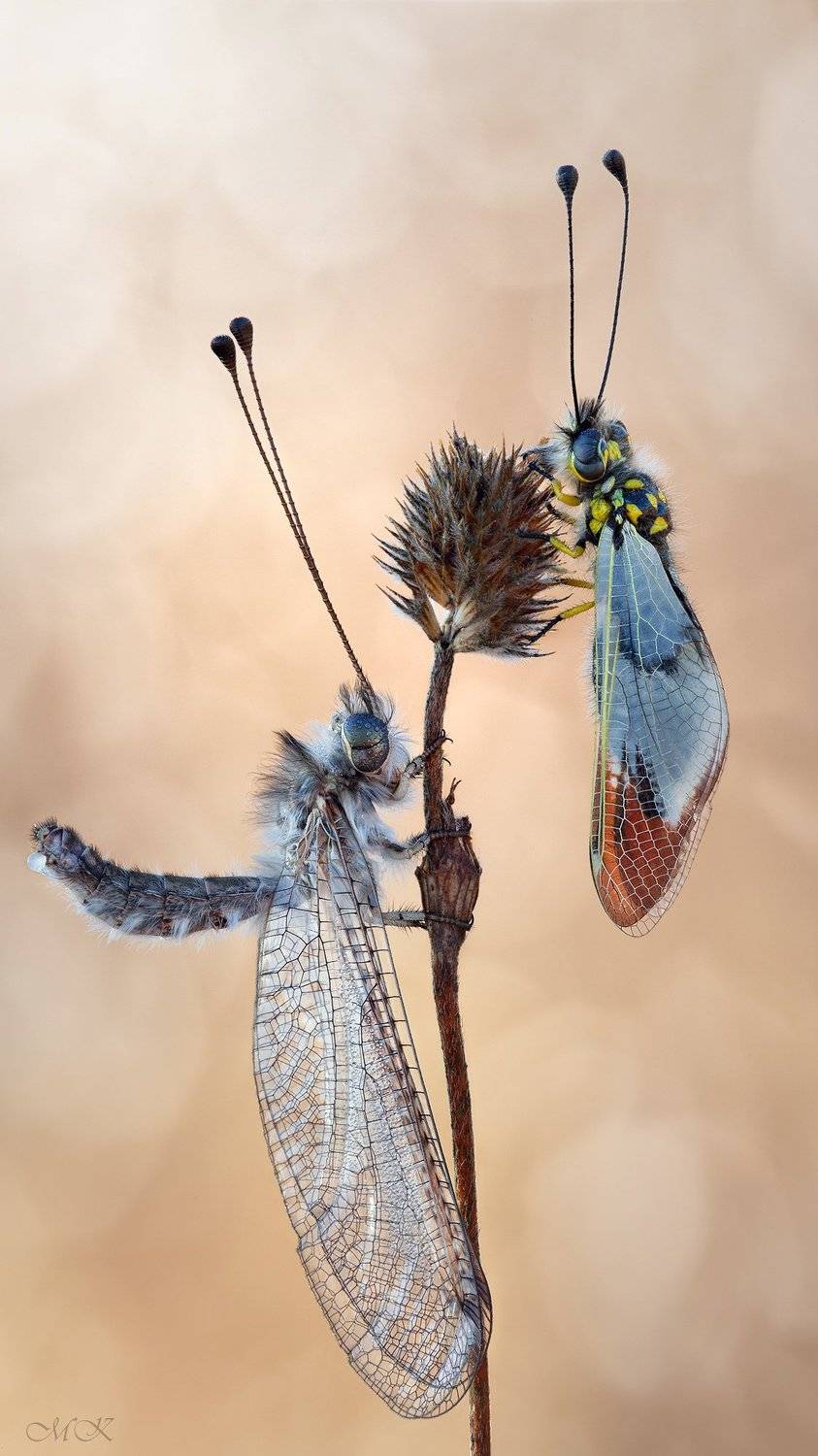 аскалаф, булавоуска, ascalaphidae, Miron Karlinsky