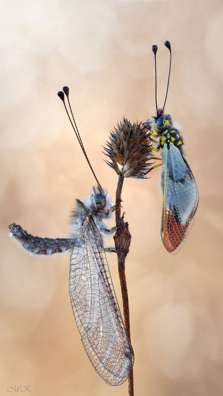 аскалаф, булавоуска, ascalaphidae Аскалафы фото превью