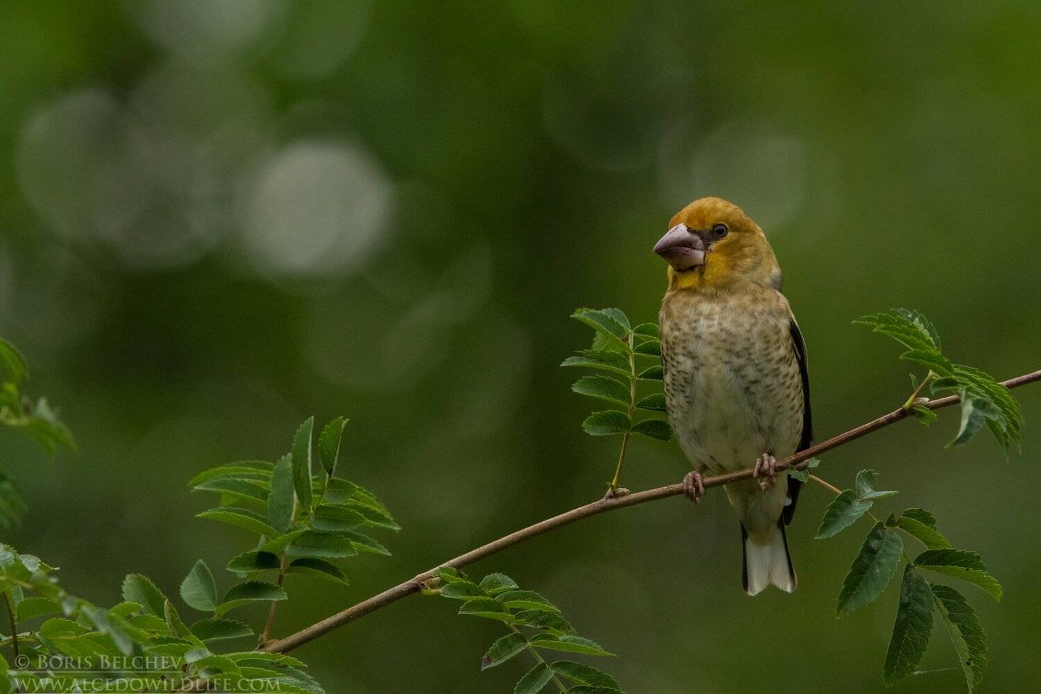 , Борис Белчев