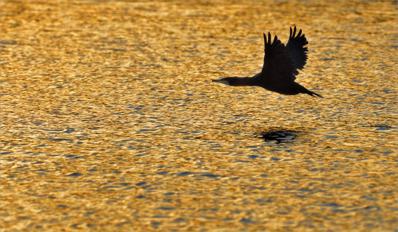 phalacrocorax carbo, баклан, фауна, зима Золотая вода фото превью