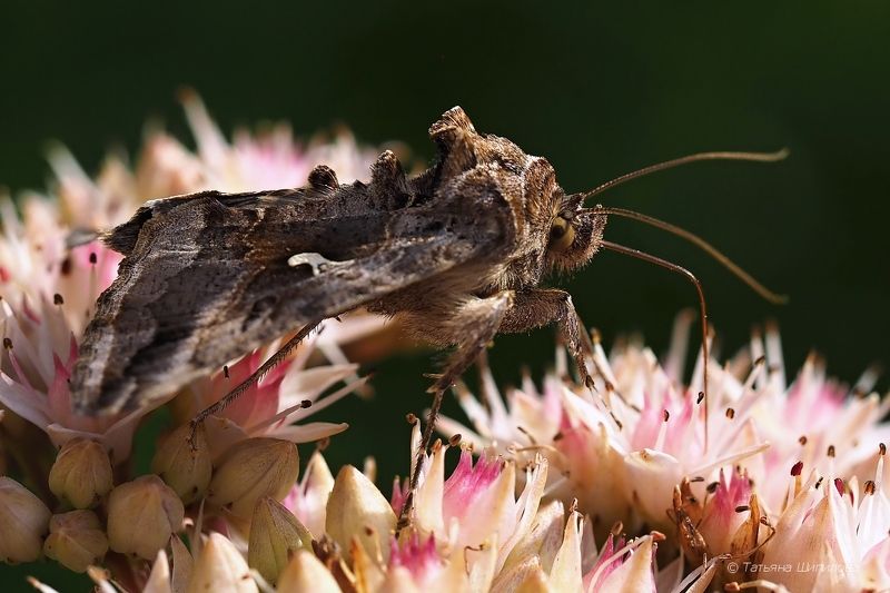 autographa gamma, бабочка, богачка гамма, дача, макро, металловидка-гамма, московская область, насекомые, осень, очиток, природа, природа россии, седум, сентябрь, совка льняная, совка-гамма, фауна, флора, цветение очитка Гамма и очиток фото превью